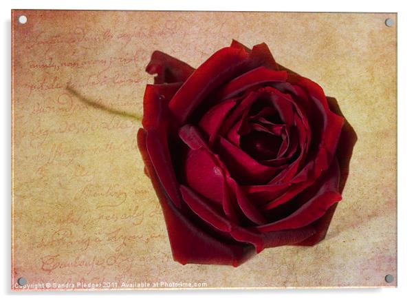 Papa Meilland...a red red rose... Acrylic by Sandra Pledger