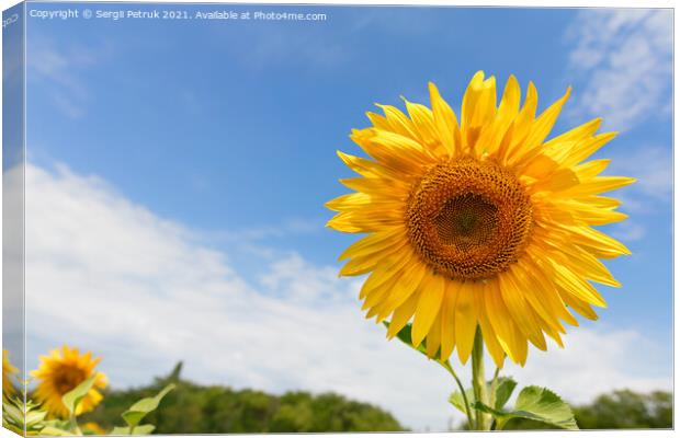 Large blooming sunflower against the background of the summer blue sky. Canvas Print by Sergii Petruk