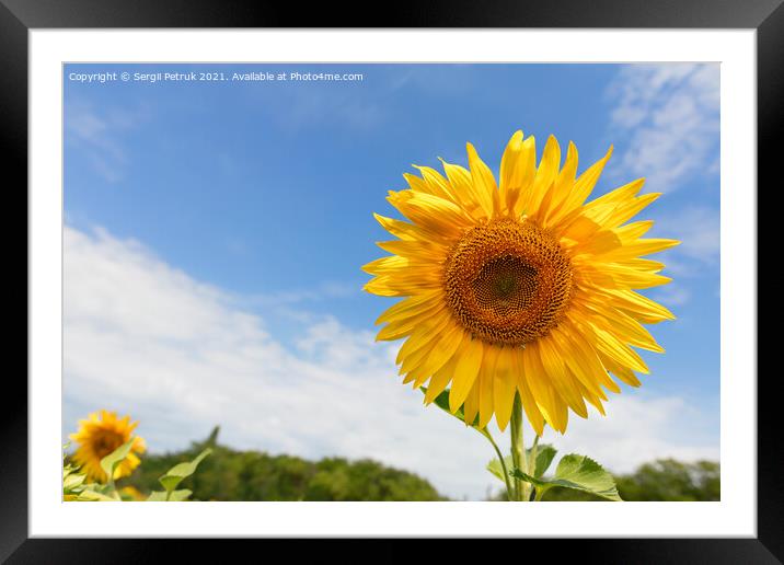 Large blooming sunflower against the background of the summer blue sky. Framed Mounted Print by Sergii Petruk