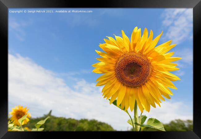 Large blooming sunflower against the background of the summer blue sky. Framed Print by Sergii Petruk