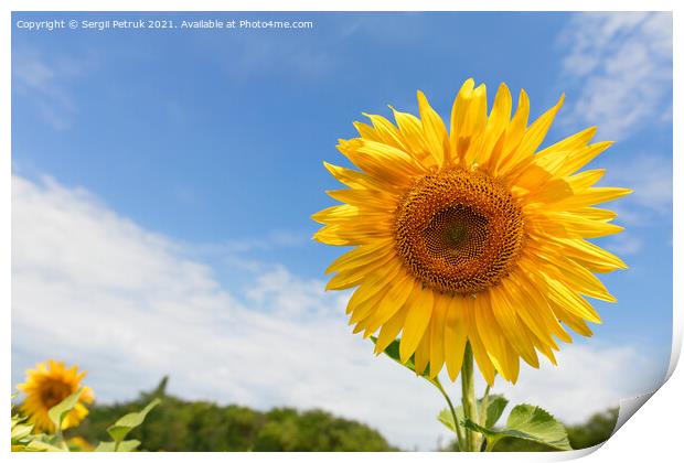 Large blooming sunflower against the background of the summer blue sky. Print by Sergii Petruk