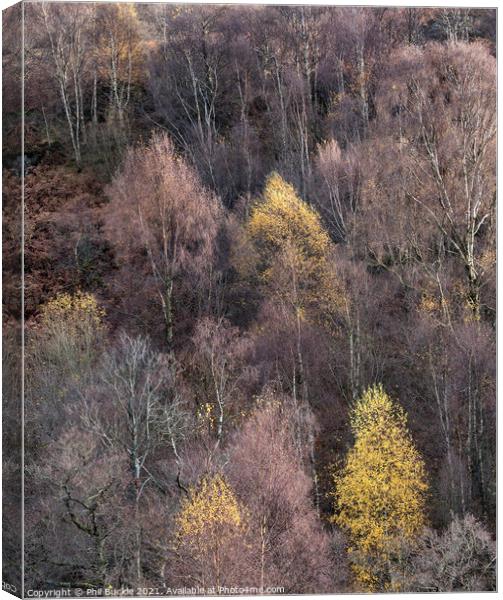 Fellside Autumnal Colour Canvas Print by Phil Buckle
