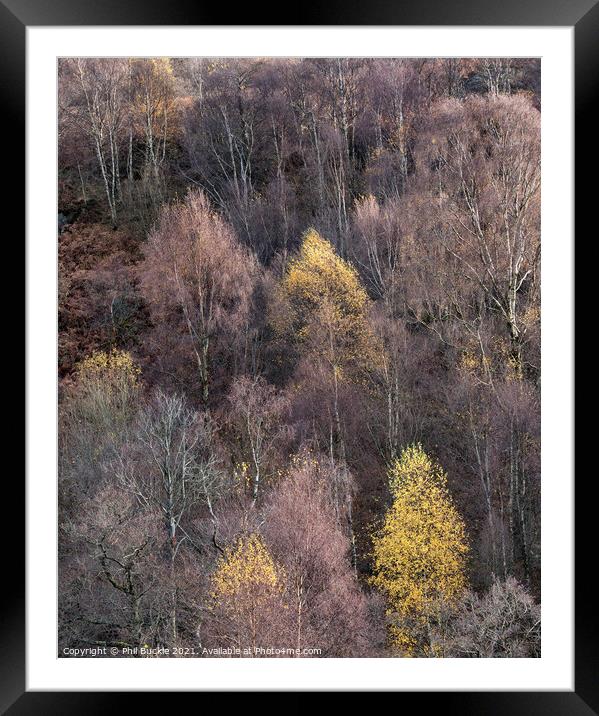 Fellside Autumnal Colour Framed Mounted Print by Phil Buckle
