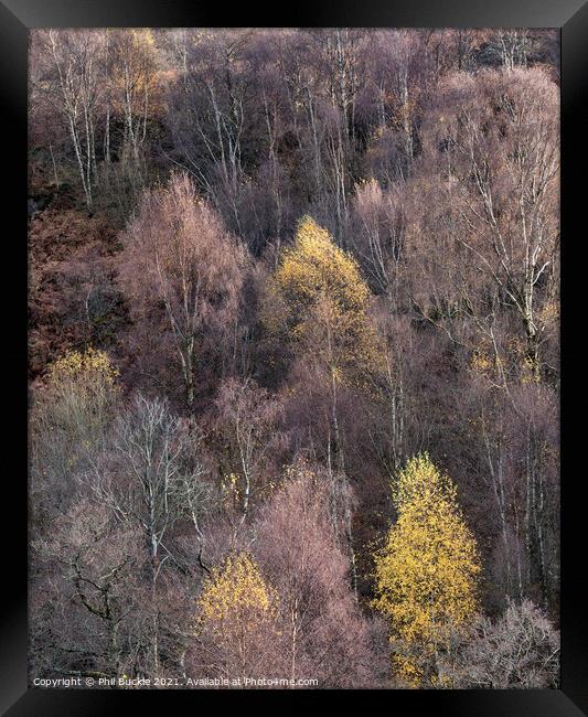 Fellside Autumnal Colour Framed Print by Phil Buckle
