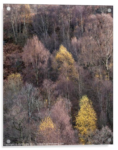 Fellside Autumnal Colour Acrylic by Phil Buckle