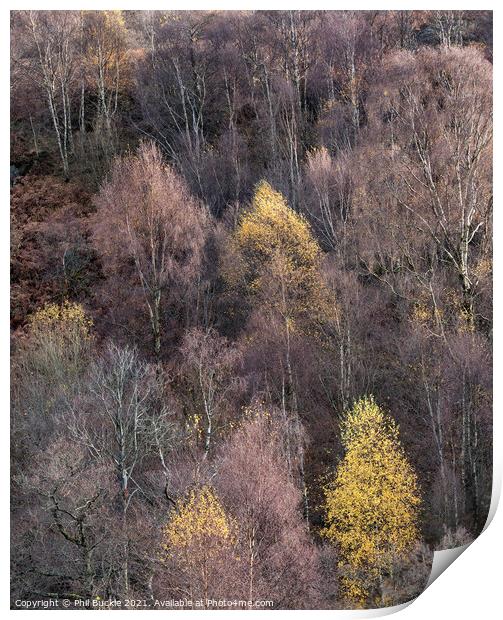 Fellside Autumnal Colour Print by Phil Buckle
