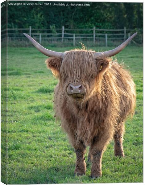 Highland Cow standing in a field Canvas Print by Vicky Outen