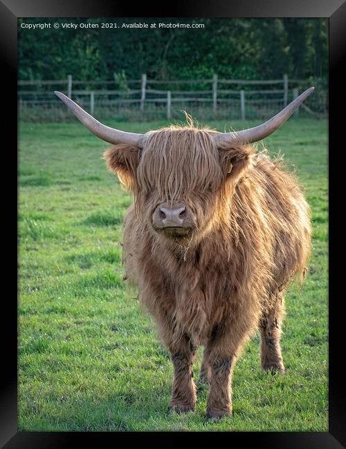 Highland Cow standing in a field Framed Print by Vicky Outen