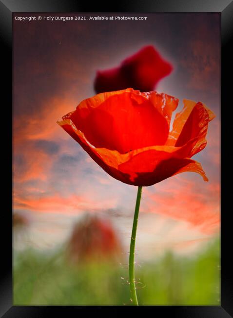 Poppy a flowering plant it is of remembrance of so Framed Print by Holly Burgess