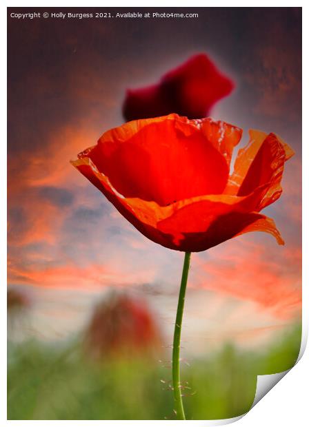 Poppy a flowering plant it is of remembrance of so Print by Holly Burgess