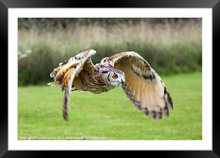 European Eagle Owl in Flight Framed Mounted Print by Oxon Images