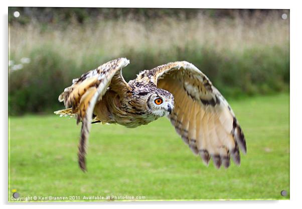 European Eagle Owl in Flight Acrylic by Oxon Images