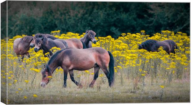 Exmoor Ponies Canvas Print by Mark Jones