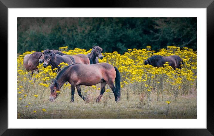Exmoor Ponies Framed Mounted Print by Mark Jones