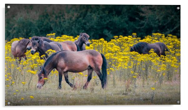Exmoor Ponies Acrylic by Mark Jones