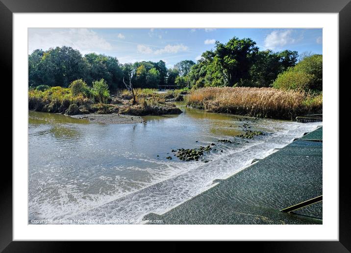 Beeleigh Falls Essex Framed Mounted Print by Diana Mower