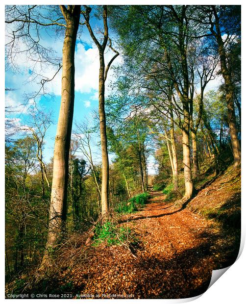 Hillside woodland footpath Print by Chris Rose