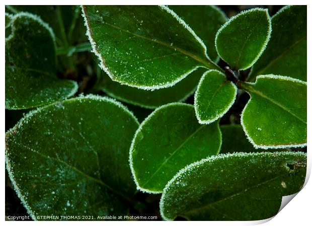 Frosted Lilac Shoots Print by STEPHEN THOMAS