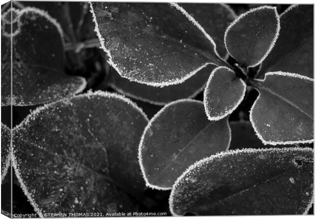 Frosted Lilac Shoots B/W Canvas Print by STEPHEN THOMAS