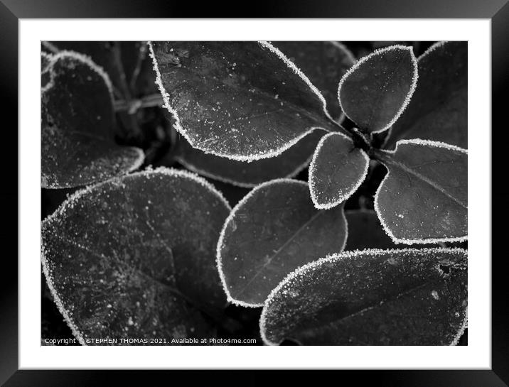 Frosted Lilac Shoots B/W Framed Mounted Print by STEPHEN THOMAS