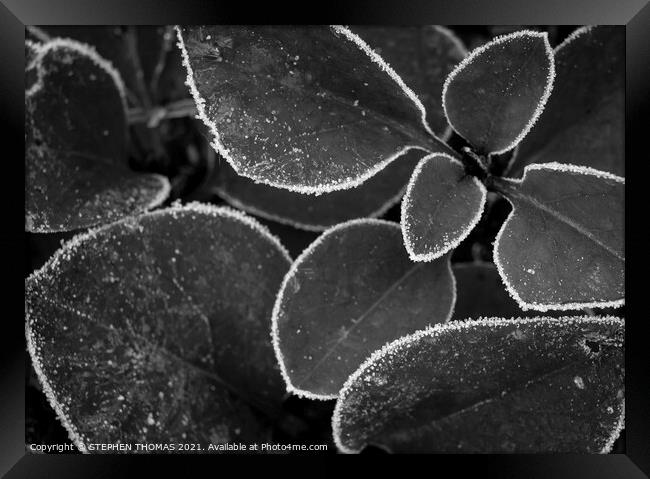 Frosted Lilac Shoots B/W Framed Print by STEPHEN THOMAS