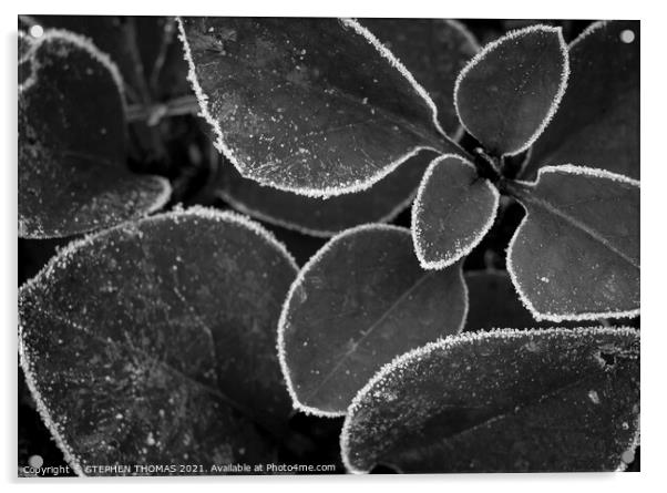 Frosted Lilac Shoots B/W Acrylic by STEPHEN THOMAS