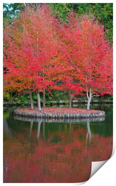 Autumn Reflections  Print by Philip Enticknap