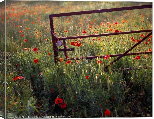 Gate in evening sun on a glowing poppy field Canvas Print by Chris Rose