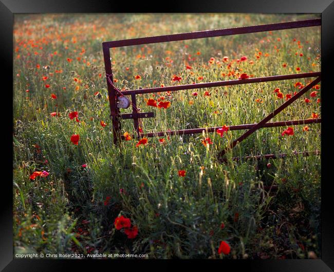 Gate in evening sun on a glowing poppy field Framed Print by Chris Rose