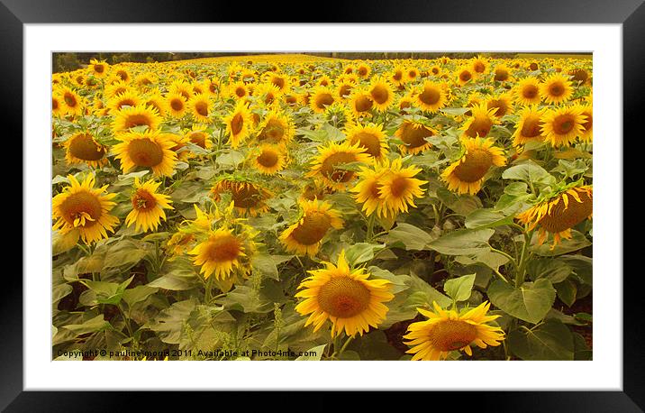 Just sunflowers! Framed Mounted Print by pauline morris