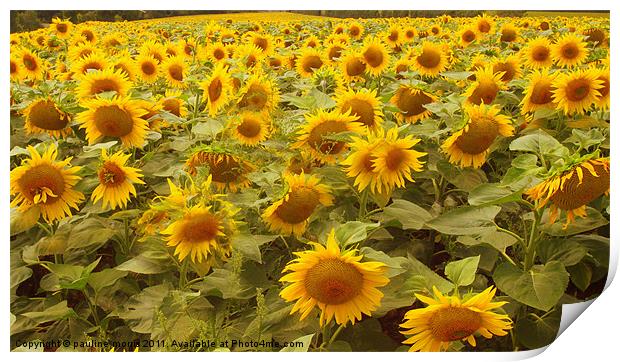 Just sunflowers! Print by pauline morris