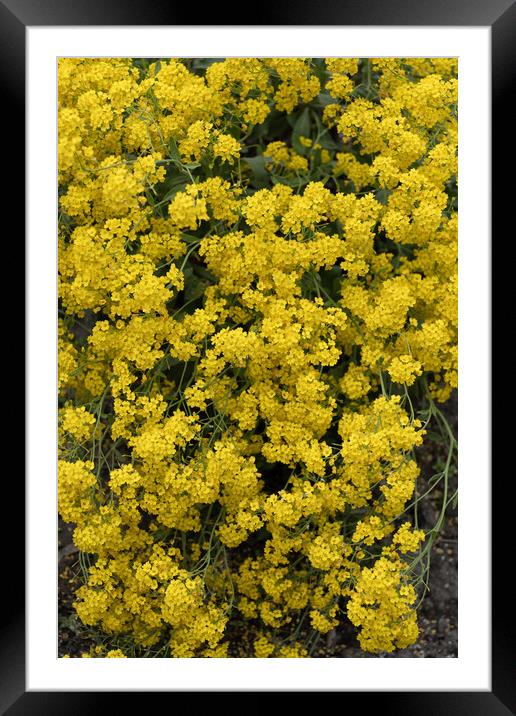 Golden Alyssum Yellow Flowers Background Framed Mounted Print by Artur Bogacki