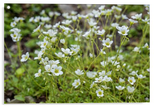 Saxifraga Rosacea Irish Saxifrage Blooming Flowers  Acrylic by Artur Bogacki