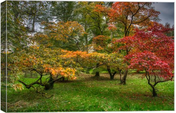 Autumn Acers Canvas Print by Mark Rosher