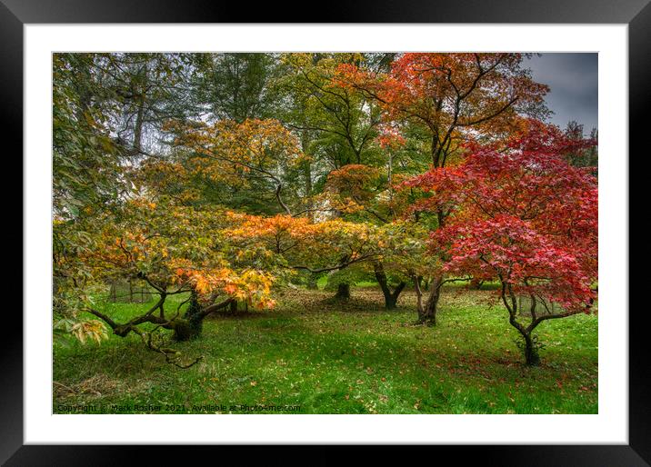 Autumn Acers Framed Mounted Print by Mark Rosher