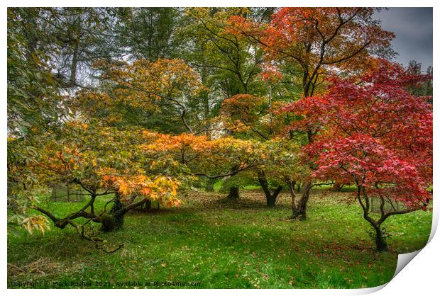 Autumn Acers Print by Mark Rosher