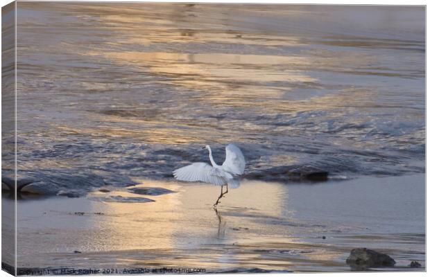 Egret Dancing on the Shore Canvas Print by Mark Rosher
