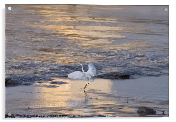 Egret Dancing on the Shore Acrylic by Mark Rosher