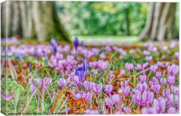 Cyclamen and Crocus  Canvas Print by Mark Rosher