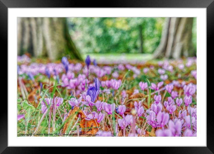 Cyclamen and Crocus  Framed Mounted Print by Mark Rosher