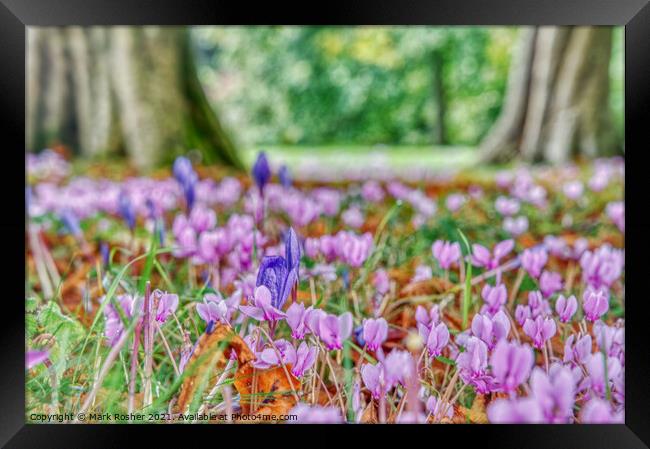 Cyclamen and Crocus  Framed Print by Mark Rosher