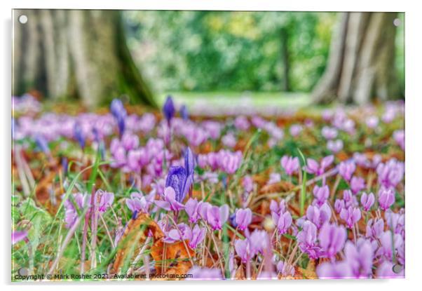 Cyclamen and Crocus  Acrylic by Mark Rosher