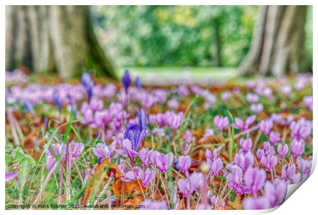 Cyclamen and Crocus  Print by Mark Rosher