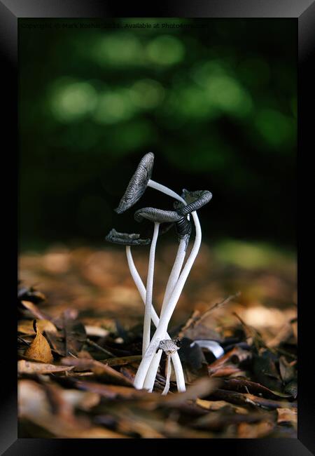 Entwined Fungi Framed Print by Mark Rosher