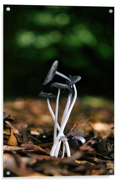 Entwined Fungi Acrylic by Mark Rosher