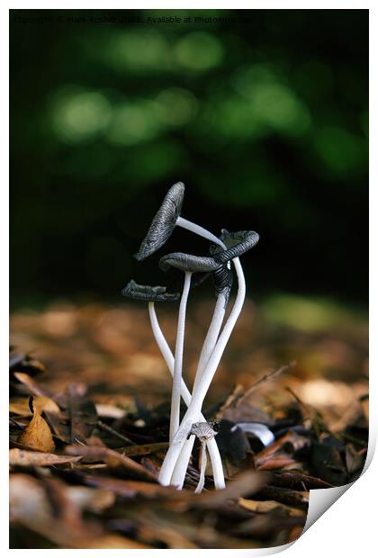 Entwined Fungi Print by Mark Rosher