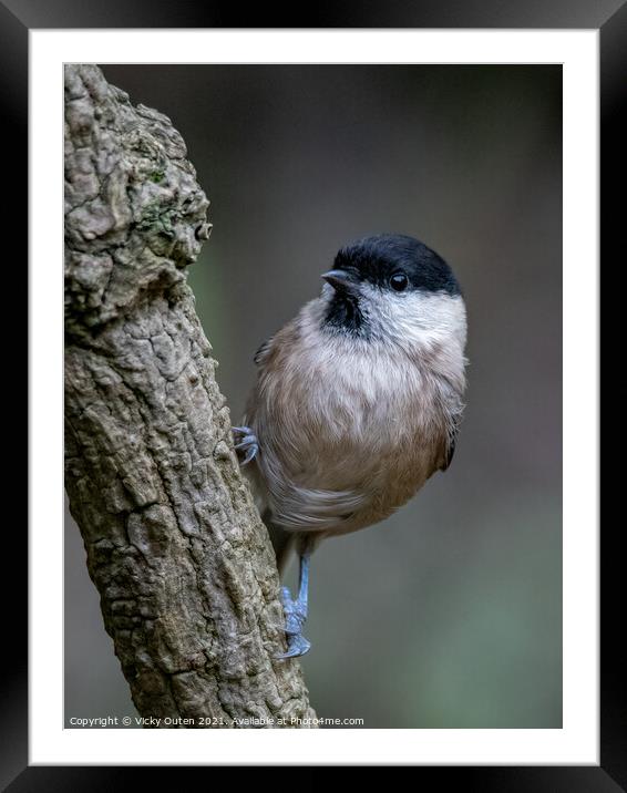 Curious willow tit perched on a branch Framed Mounted Print by Vicky Outen