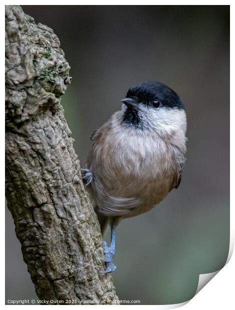 Curious willow tit perched on a branch Print by Vicky Outen