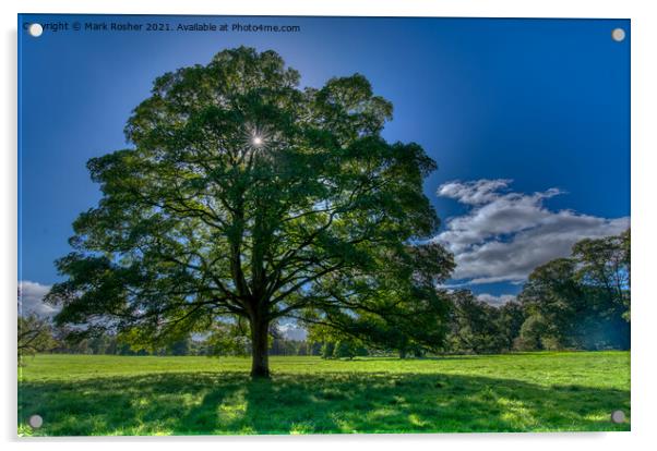 Sunburst through Oak Tree Acrylic by Mark Rosher