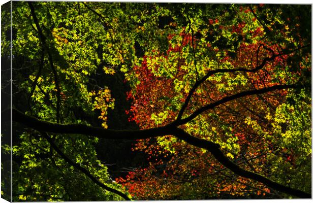 Backlit Autumn Tree Canopy of Red and Green Canvas Print by Mark Rosher